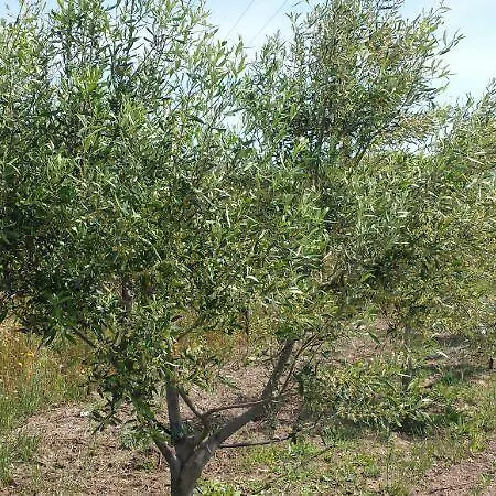 Agriturismo Simbirizzi * Quartucciu