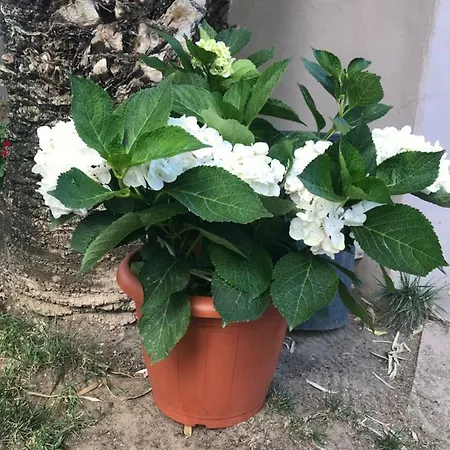 Agriturismo Simbirizzi